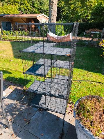Katten ren voor buiten. beschikbaar voor biedingen
