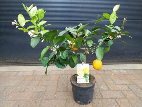 Citrus Limon 'Meyer' / Citrus Meyeri - Citroenboom H: 75 cm., Tuin en Terras, Planten | Fruitbomen, Citroenboom, Minder dan 100 cm
