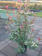 glansmispel (photinia red robin), Tuin en Terras, Vaste plant, Halfschaduw, Zomer, Ophalen