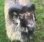Ouessant, quessant, Dieren en Toebehoren, Schapen, Geiten en Varkens, Mannelijk, Schaap, 0 tot 2 jaar