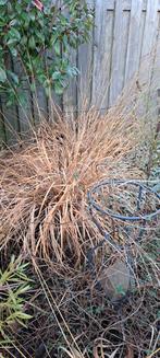 Siergras - Prachtig voor de tuin!, Volle zon, Vaste plant, Siergrassen, Ophalen of Verzenden