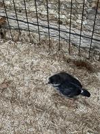 Kleurlegger kuikens, Dieren en Toebehoren, Pluimvee, Geslacht onbekend, Kip
