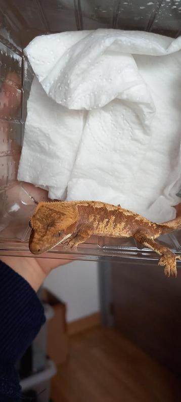 1.0 Lieve Harlequin wimpergekko man  beschikbaar voor biedingen