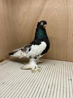 Takla alstajmeer, Dieren en Toebehoren, Vogels | Duiven