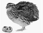 Japanse kwartels en eieren, Dieren en Toebehoren, Vogels | Overige Vogels, Geslacht onbekend