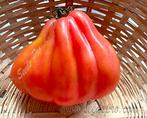 Tomaat Coeur de boeuf, Tuin en Terras, Bloembollen en Zaden, Ophalen of Verzenden, Voorjaar, Volle zon, Zaad