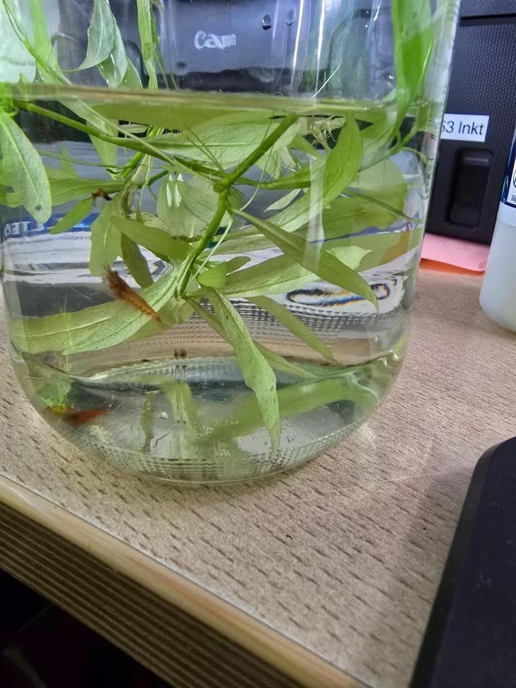 Gratis: Grade B/C bloody mary garnalen, Dieren en Toebehoren, Vissen | Aquariumvissen, Zoetwatervis, Kreeft, Krab of Garnaal, Schoolvis