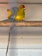 Kakariki’s, Dieren en Toebehoren, Vogels | Parkieten en Papegaaien, Mannelijk, Parkiet