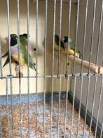 Koppels Gouldamadine, Dieren en Toebehoren, Meerdere dieren, Tropenvogel, Geringd