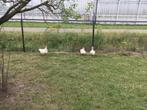 Witte muskus eenden, Meerdere dieren, Eend