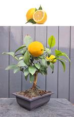 Bonsai Citroen Met Vruchtjes- Citrus Limon., Ophalen of Verzenden, In pot, Minder dan 100 cm, Bloeiende kamerplant