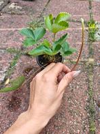 aardbeien plant met stek, Tuin en Terras, Ophalen, Zomer, Volle zon
