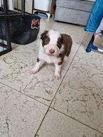 Choco witte en merle border collie's, Dieren en Toebehoren, Honden | Herdershonden en Veedrijvers, België, Particulier, Rabiës (hondsdolheid)