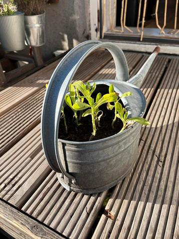 Zinken gieter beschikbaar voor biedingen