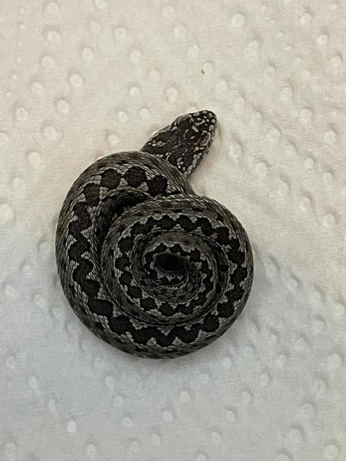 Vipera renardi cb25, Dieren en Toebehoren, Reptielen en Amfibieën, Slang, 0 tot 2 jaar