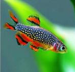 Rasbora Galaxy, Dieren en Toebehoren, Vissen | Aquariumvissen, Vis