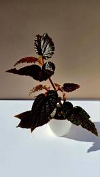 Begonia ‘Polka Dot Pink’ – babyplant, Ophalen of Verzenden, Overige soorten, Minder dan 100 cm