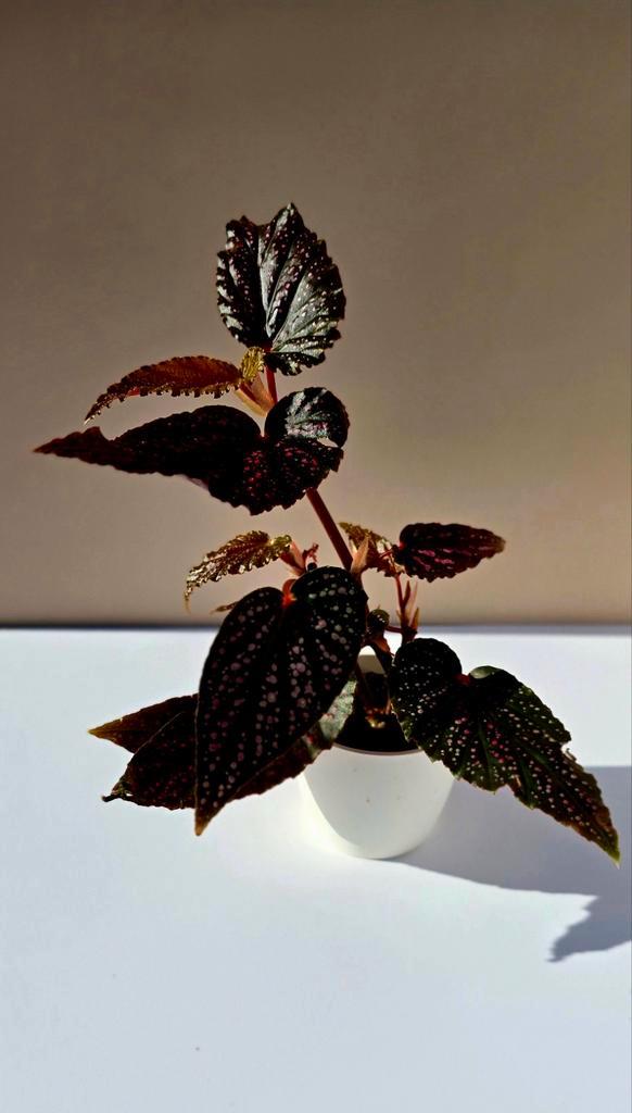 Begonia ‘Polka Dot Pink’ – babyplant, Huis en Inrichting, Kamerplanten, Overige soorten, Minder dan 100 cm, Ophalen of Verzenden