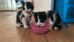 Boerderij kittens, Dieren en Toebehoren, Katten en Kittens | Overige Katten, Meerdere dieren, 0 tot 2 jaar