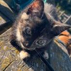 Nog 1 schildpad kitten te koop (meisje), Dieren en Toebehoren, Katten en Kittens | Overige Katten, Poes