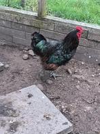 Giant Jersey  haan, Dieren en Toebehoren, Pluimvee, Mannelijk, Kip