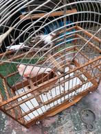 T.k zes mooie harlekijn mannen 2025 flt goed, Dieren en Toebehoren, Mannelijk, Kleurkanarie