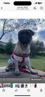 Honden oppas, Particuliere oppas