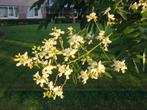 Styphnolobium japonicum Honingboom (Sophora) geurend, Overige soorten, Volle zon, Vaste plant, Ophalen of Verzenden