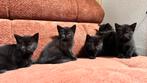 BRITSE X EUROPESE KORTHAAR KITTENS, Dieren en Toebehoren, Meerdere dieren, Ontwormd, 0 tot 2 jaar