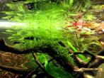 Aquariumplnaten - Diverse soorten beschikbaar vanaf 3,50 eur, Ophalen of Verzenden, Zo goed als nieuw, Plant(en), Steen of Hout