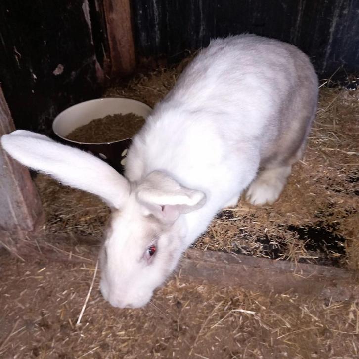 Duitse reus voedster, Dieren en Toebehoren, Konijnen, Groot, Vrouwelijk, 0 tot 2 jaar