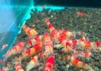 Red ghost hollow eyes garnalen | Caridina shrimps, Kreeft, Krab of Garnaal, Zoetwatervis