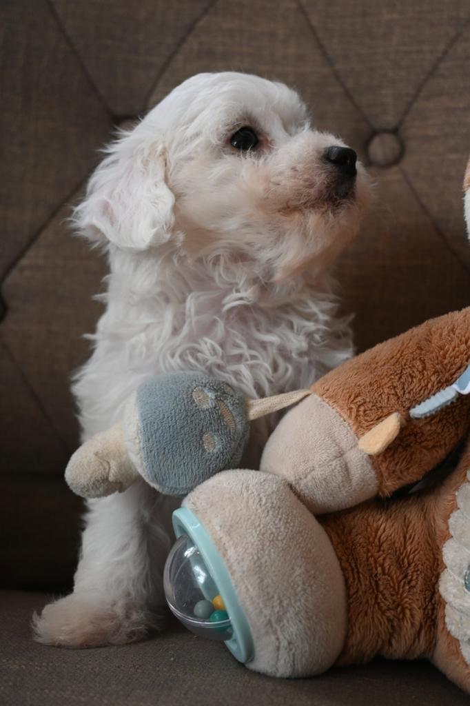 Maltipoo puppy's, Dieren en Toebehoren, Honden | Chihuahua's en Gezelschapshonden, Meerdere dieren, Overige rassen, Particulier