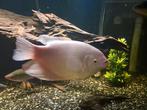 Osphronemus goramy platinum gourami vrouw 45cm, Dieren en Toebehoren, Vis
