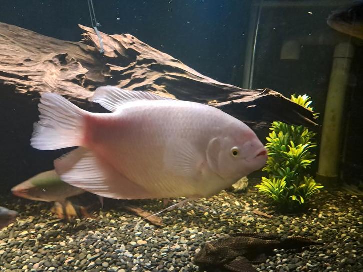 Osphronemus goramy platinum gourami vrouw 45cm, Dieren en Toebehoren, Vissen | Aquariumvissen, Vis