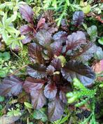 Ajuga Zenegroen, mooi om te combineren 10 v €14,-, Tuin en Terras, Planten | Tuinplanten, Ophalen, Bodembedekkers, Vaste plant