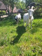 melkgeiten, Dieren en Toebehoren, Schapen, Geiten en Varkens, Vrouwelijk, Geit