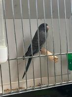 Blackfaceblackwing grasparkieten, Dieren en Toebehoren, Vogels | Parkieten en Papegaaien, Mannelijk, Parkiet, Geringd
