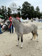 🥇🥇Kampioenspony🥇🥇, Dieren en Toebehoren, Pony's, Merrie