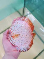 Discus Snow Leopard 8 cm - Siner - Koidreams