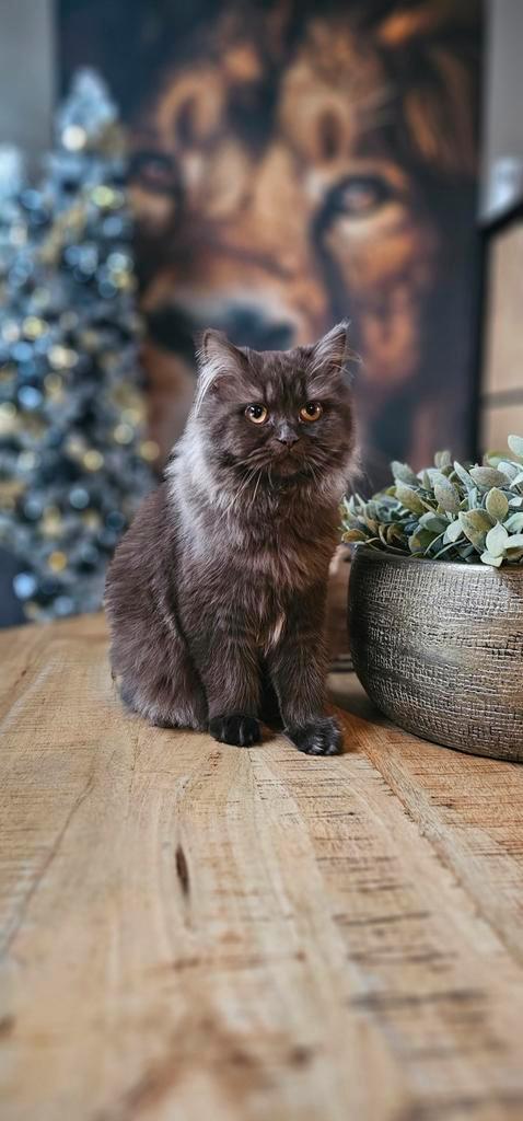 Britse kort/langhaar geboren op 18 september, Dieren en Toebehoren, Katten en Kittens | Raskatten | Korthaar, Meerdere dieren