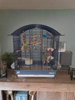 Parkietjes met kooi, Dieren en Toebehoren, Vogels | Hokken en Kooien, Ophalen, Zo goed als nieuw, Metaal, Vogelkooi