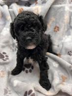 Twee prachtige toypoedel dwerg poedel reutjes, Rabiës (hondsdolheid), Reu, 8 tot 15 weken, Meerdere