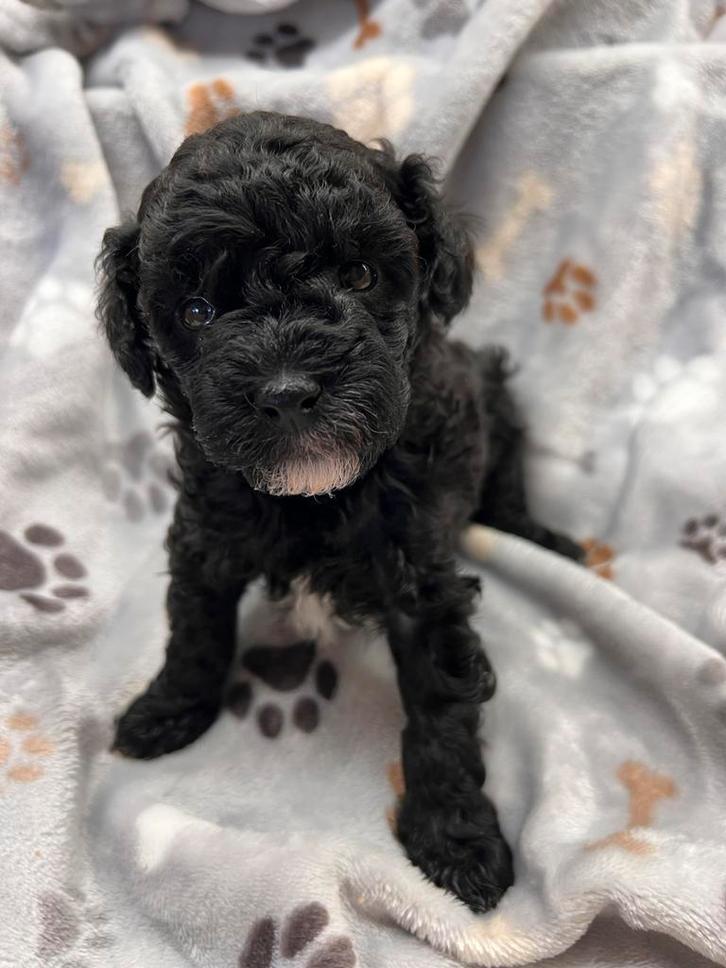 Twee prachtige toypoedel dwerg poedel reutjes, Dieren en Toebehoren, Honden | Niet-rashonden, Klein, Reu, Particulier, Meerdere