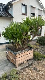 Yucca, Volle zon, 100 tot 250 cm, Zomer, Overige soorten