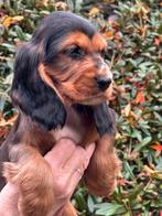 Beeldschone Cockapoo pups! Meerdere kleuren, Dieren en Toebehoren, Honden | Chihuahua's en Gezelschapshonden, Nederland, Overige rassen