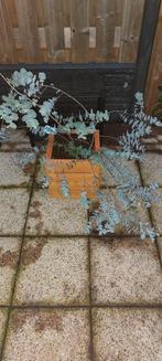 Gombomen Eucalyptus Gunnii 'Baby Blue’ ( 60 cm), Ophalen, Volle zon, Overige soorten, Minder dan 100 cm