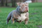 American bully  dek reuen, Rabiës (hondsdolheid), Reu, Meerdere, 3 tot 5 jaar