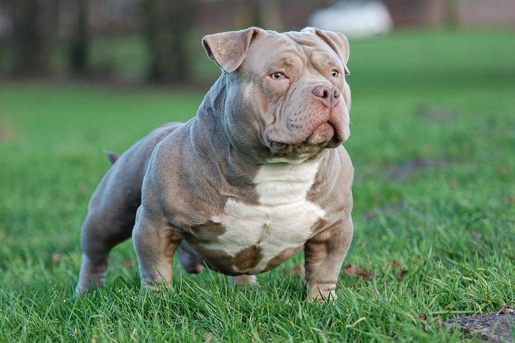 American bully  dek reuen, Dieren en Toebehoren, Honden | Dekreuen, Reu, Particulier, Meerdere, Nederland, 3 tot 5 jaar, CDV (hondenziekte)