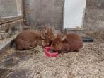 Rode Nieuw-Zeelander fokvoedsters. Tevens kruisingen te koop, Dieren en Toebehoren, Konijnen, Vrouwelijk, Dwerg, Hangoor